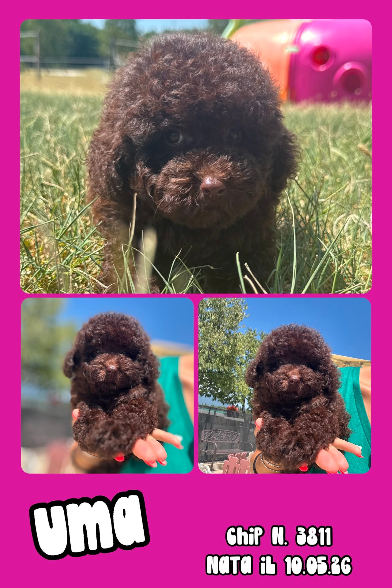 Uma, cucciola di Barbone Toy