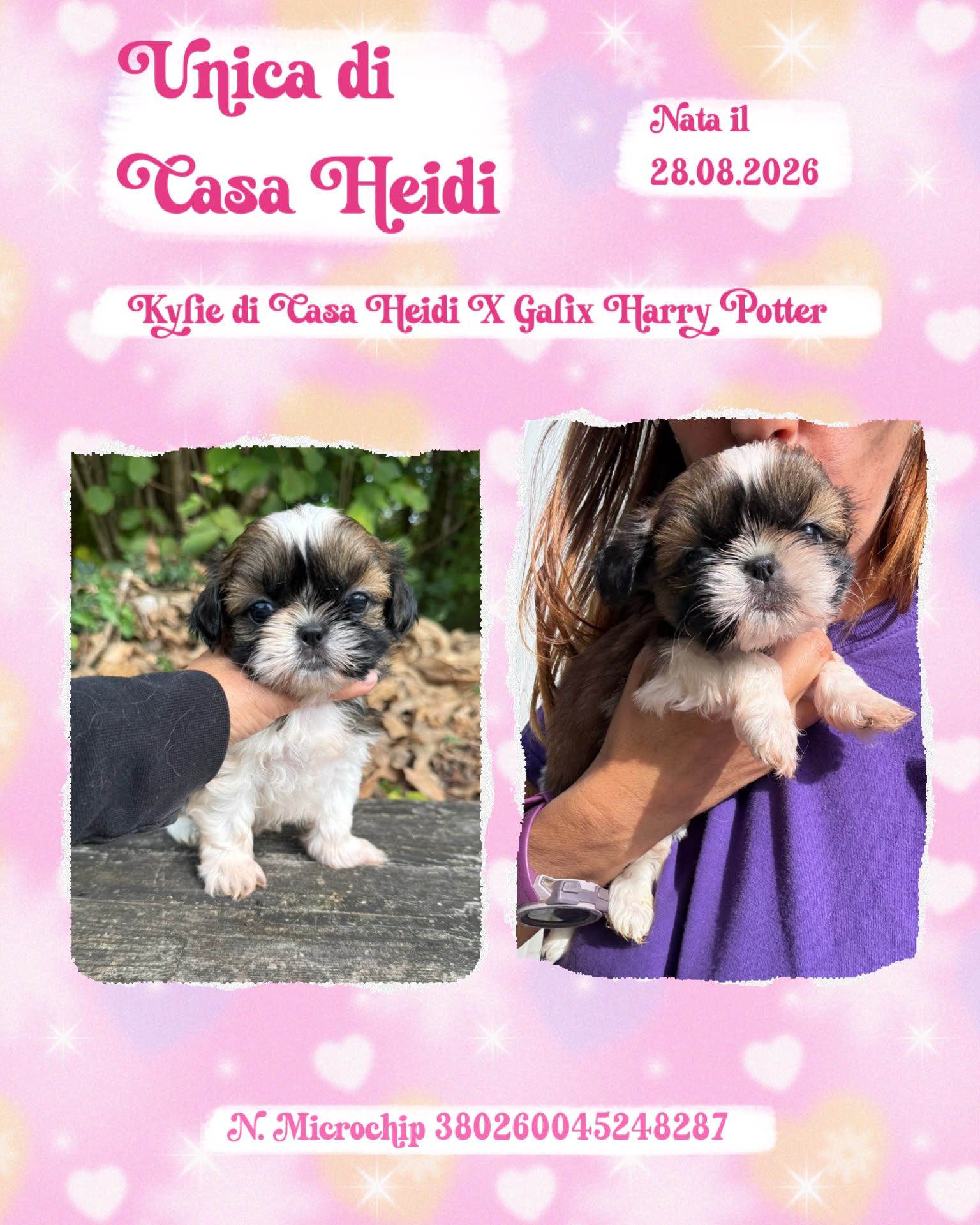 Unica di Casa Heidi, cucciola di Shih Tzu