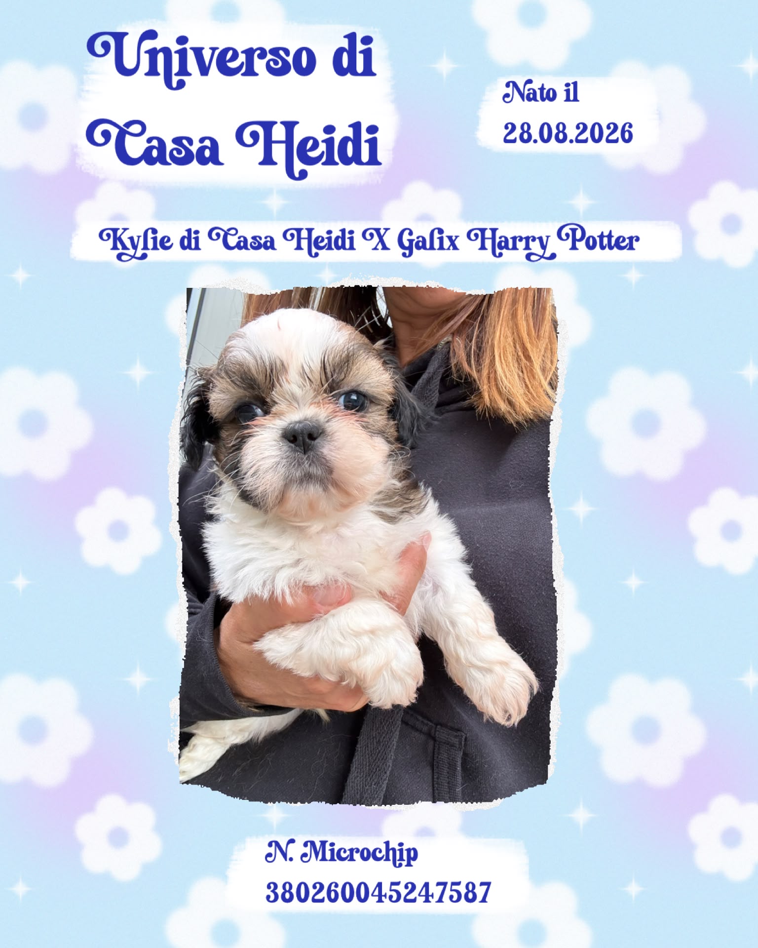 Universo di Casa Heidi, cucciolo di Shih Tzu