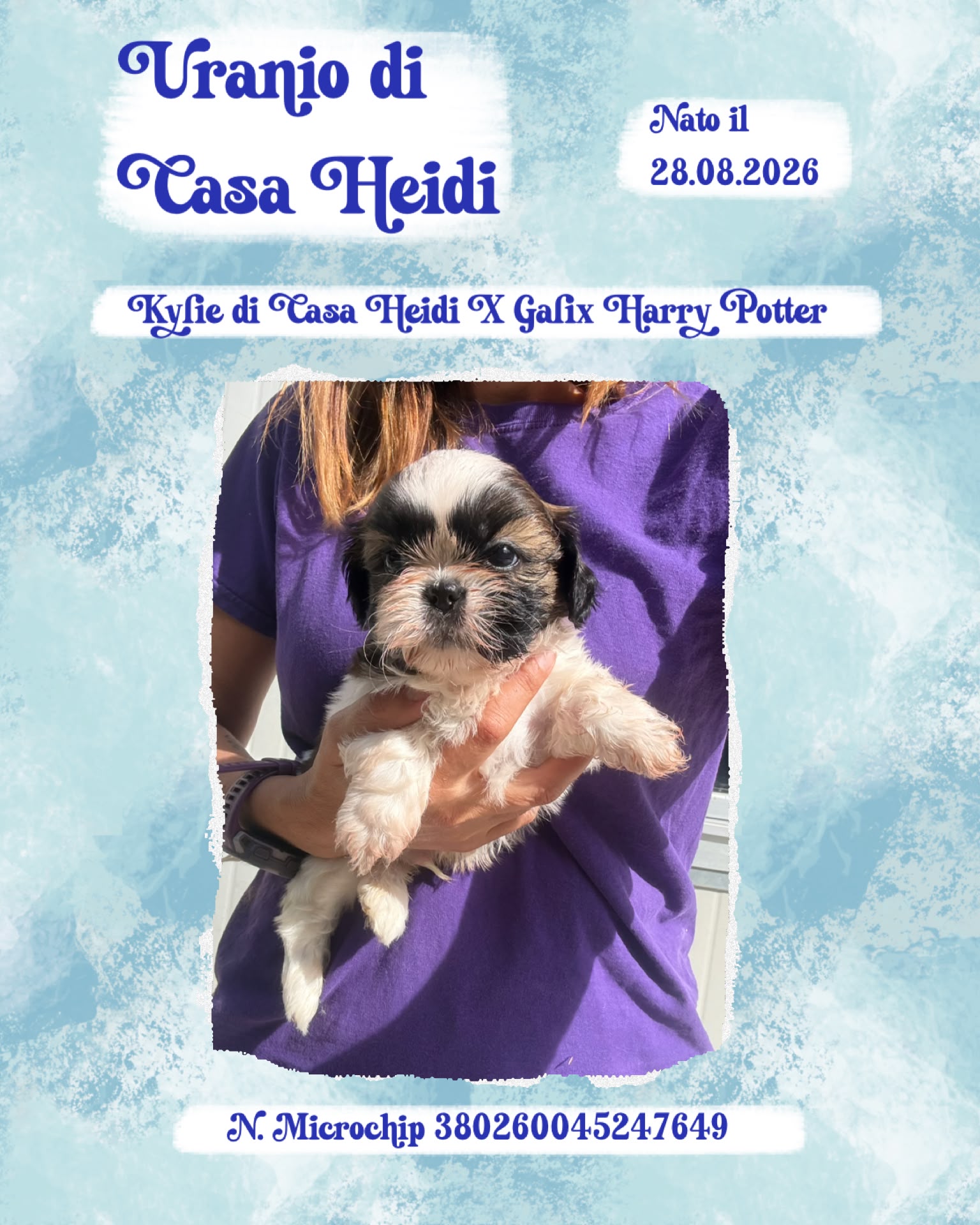 Uranio di Casa Heidi, cucciolo di Shih Tzu