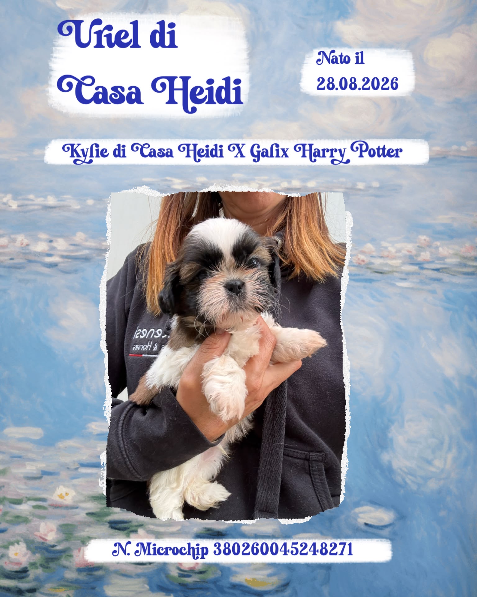 Uriel di Casa Heidi, cucciolo di Shih Tzu