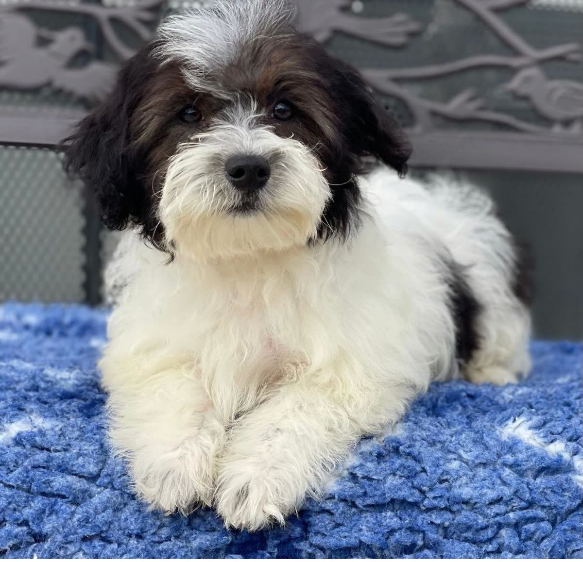 Bichon Havanese