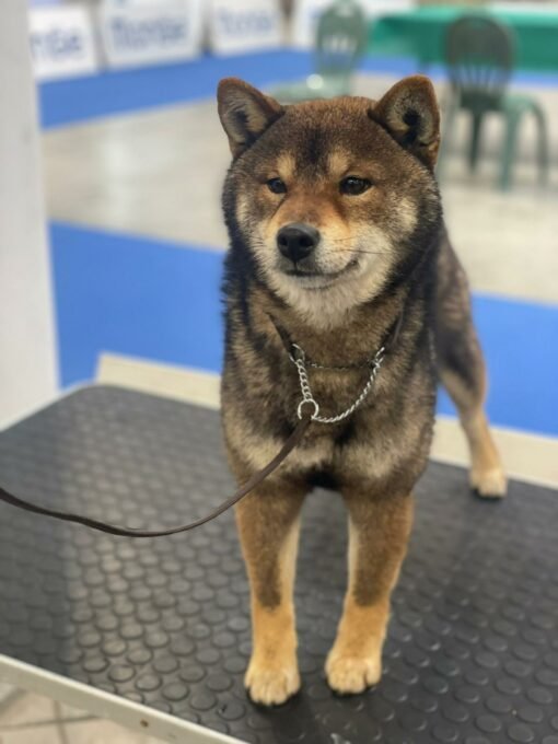 Shiba Inu