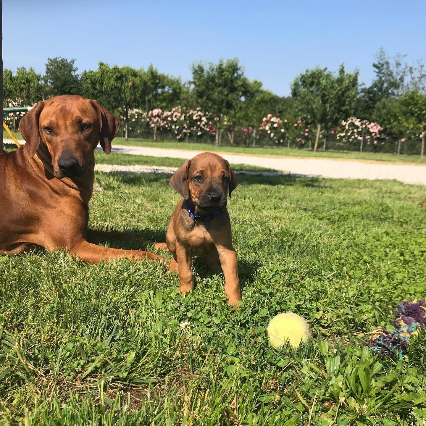 Rhodesian Ridgeback