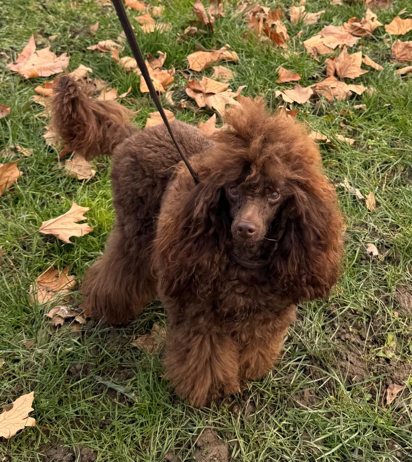Bruno, Barbone Nano