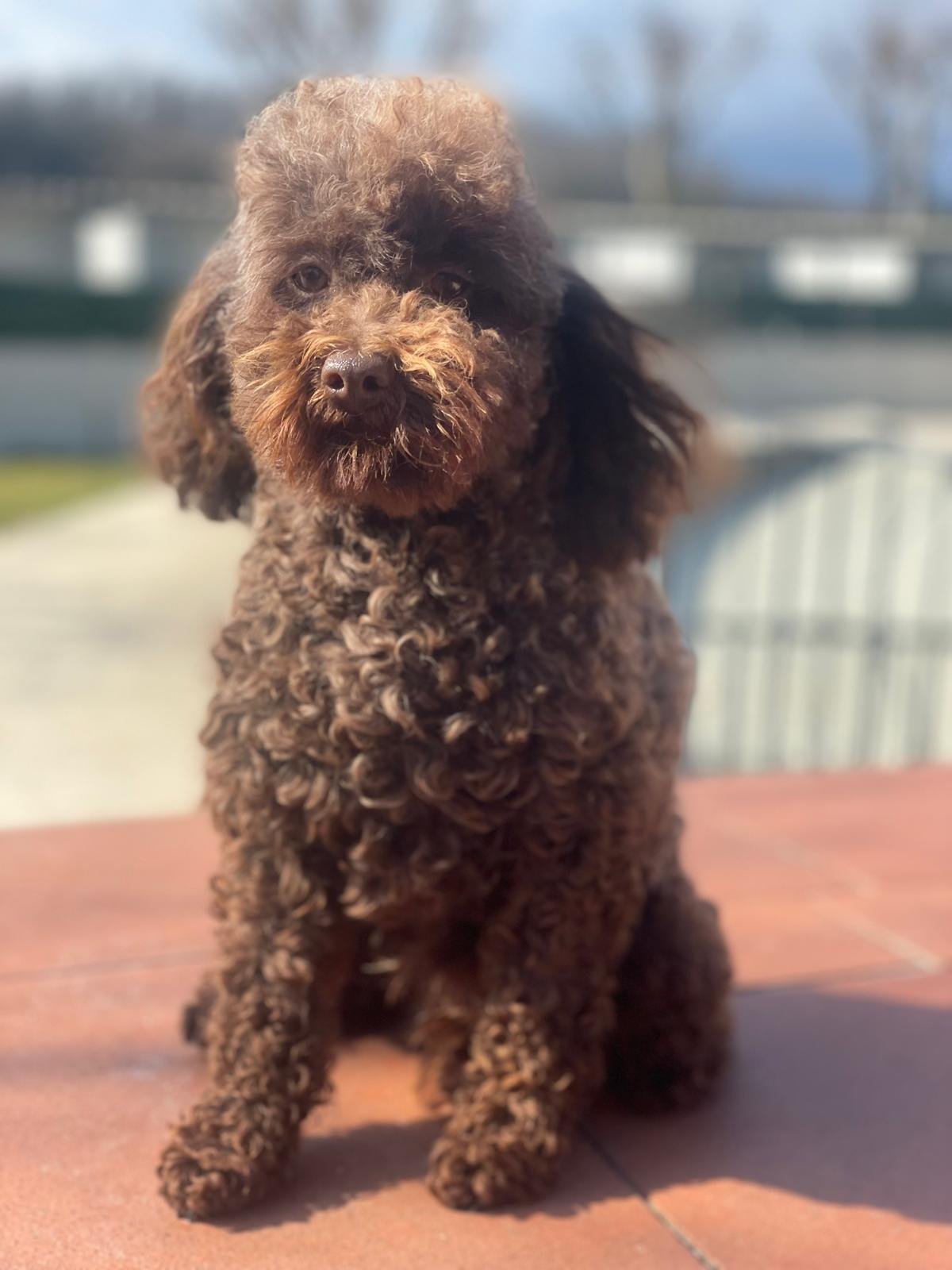 Cocochino, Barbone Toy