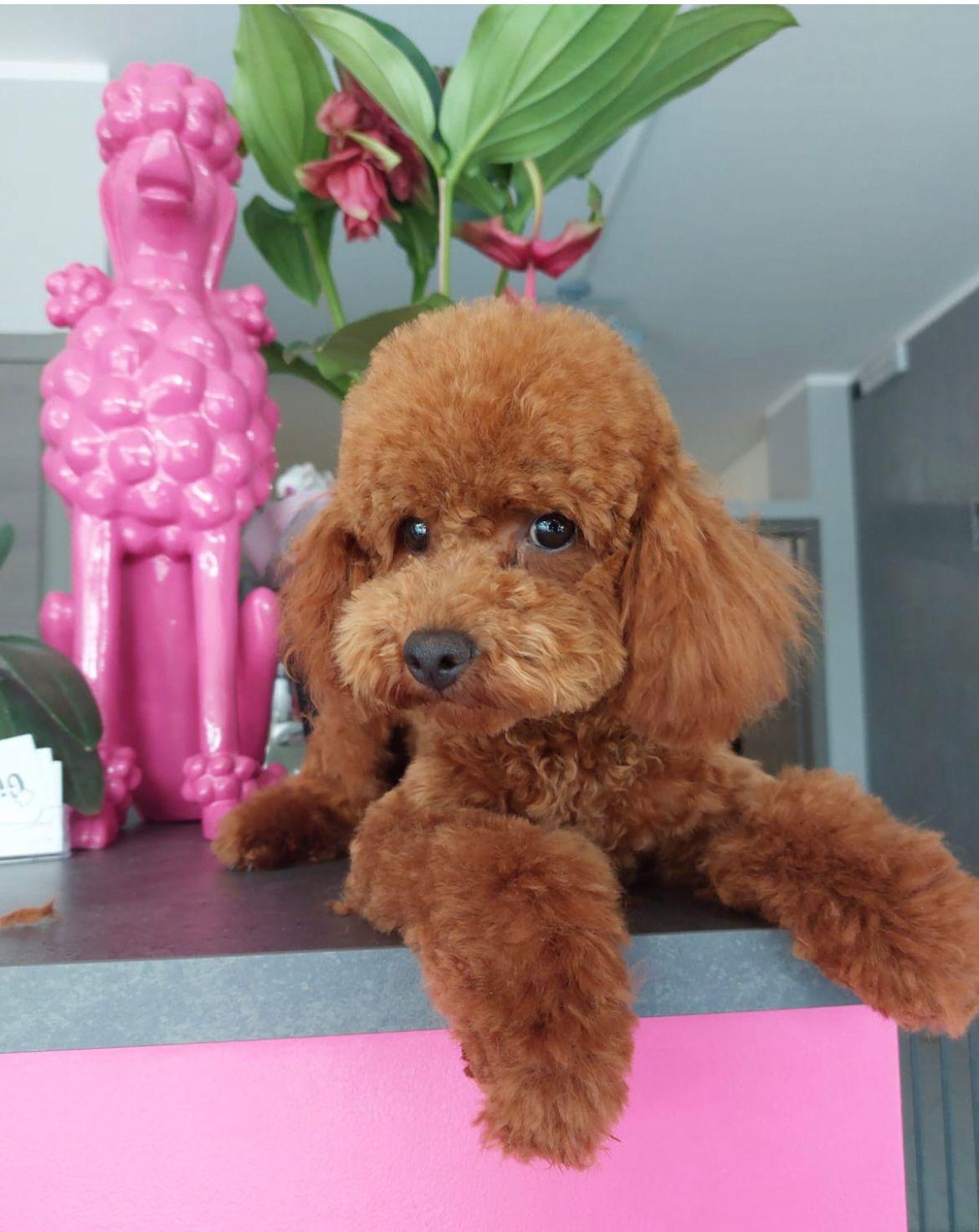 Fancy Stile Paris, Barbone Nano