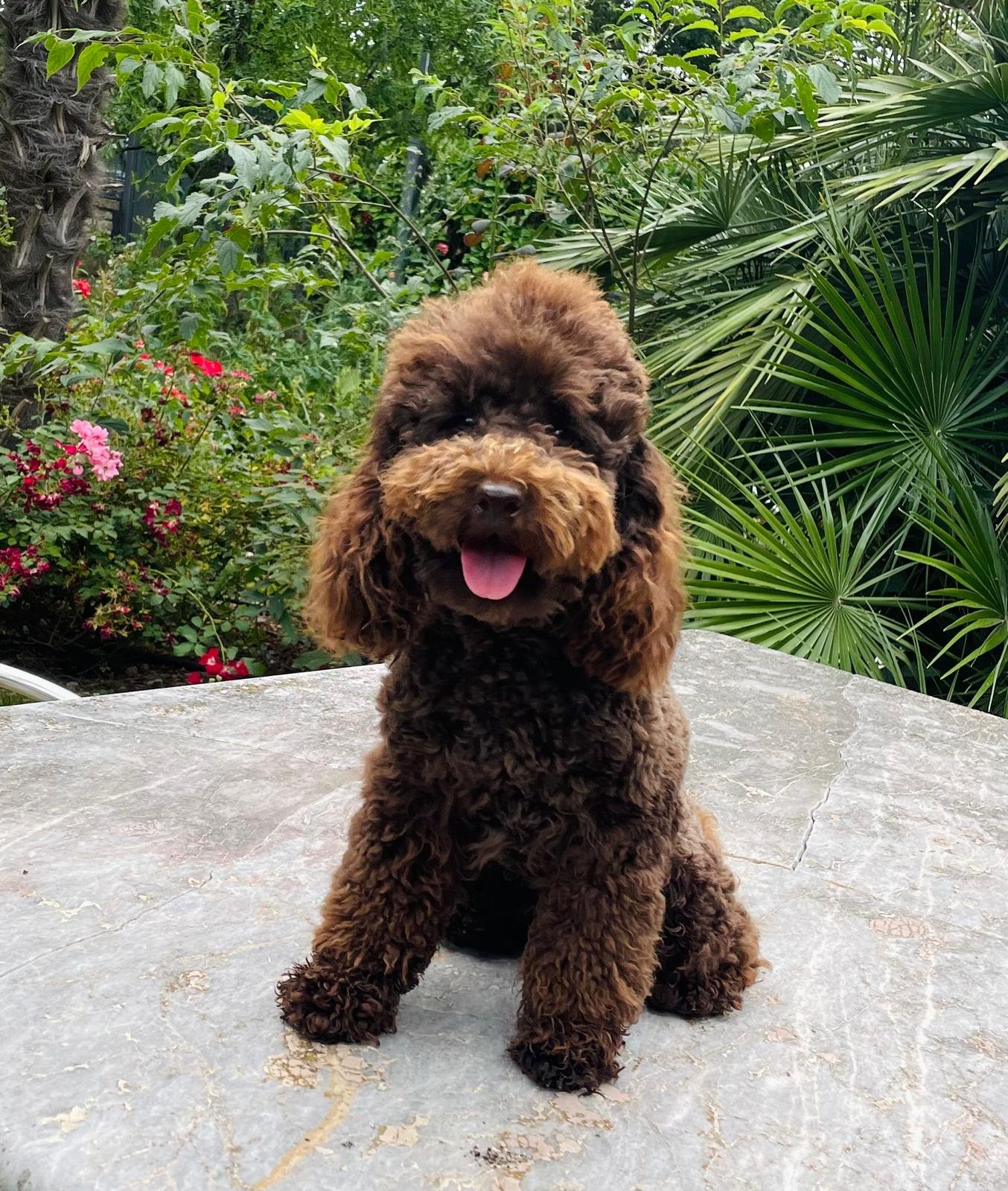 Julius, Barbone Nano