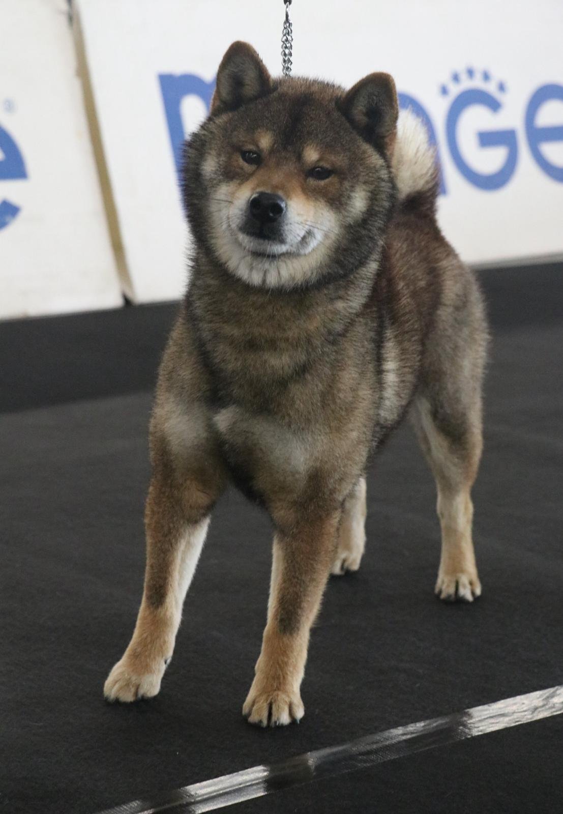 Kento, Shiba Inu