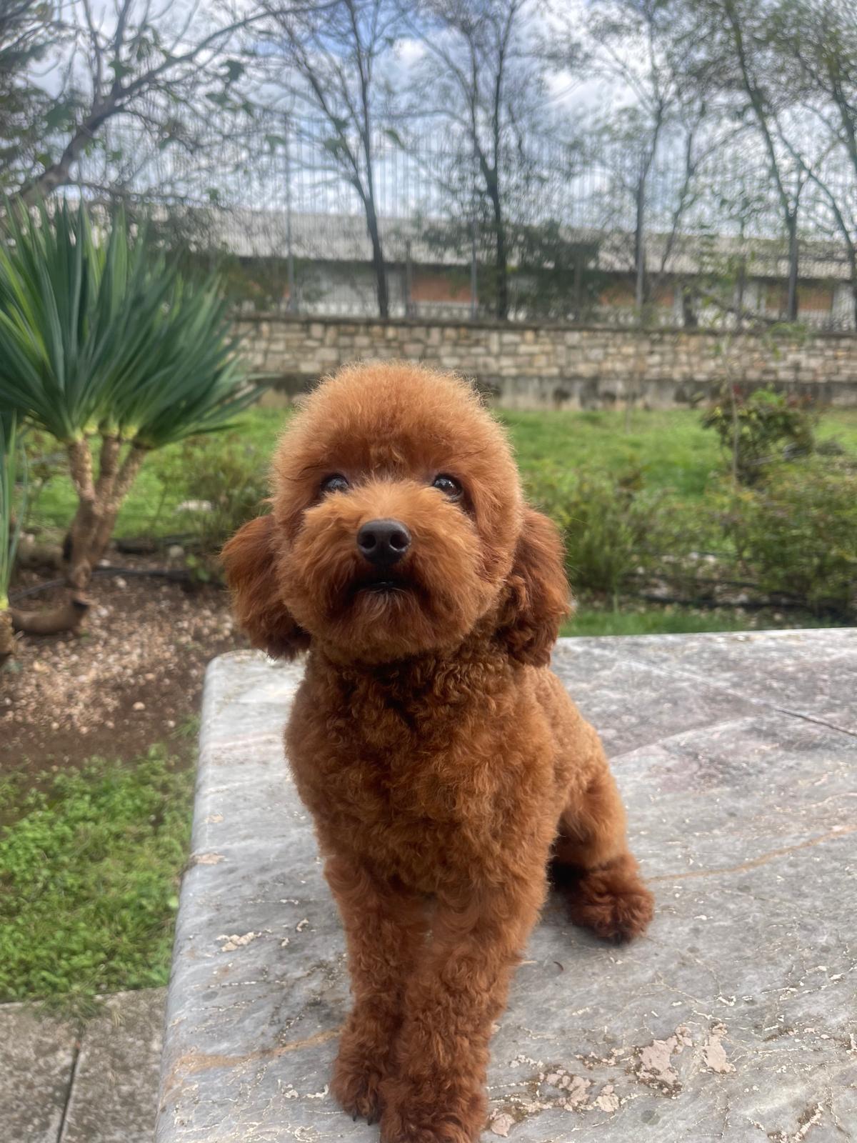 Umberto, Barbone Toy