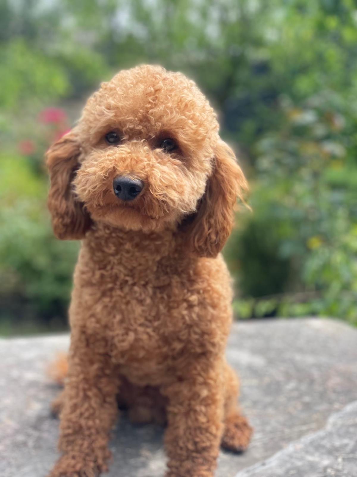 Vincent, Barbone Nano
