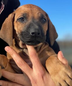 Rhodesian Ridgeback