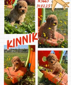KINNIK _  Barbone Nano fulvo con Pedigree Enci
