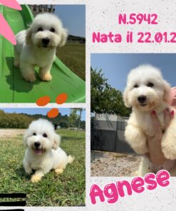 AGNESE_  Coton De Tulear