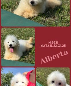 ALBERTA_  Coton De Tulear