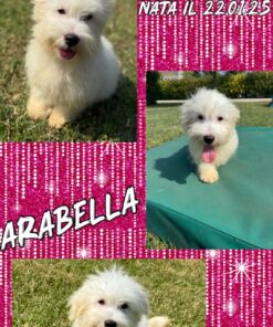 ARABELLA_  Coton De Tulear
