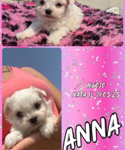 MALTIPOO TOY FEMMINA _ ANNA