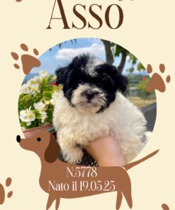 MALTIPOO TOY _ ASSO