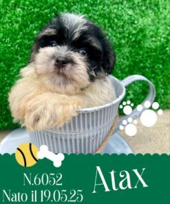 MALTIPOO TOY _ ATAX