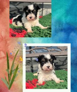 MALTIPOO MINIATURE MASCHIO _ CHEDDAR