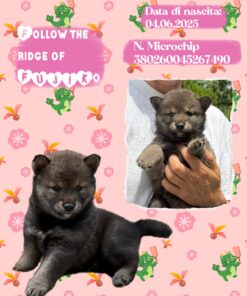 FUJIKO_  SHIBA INU femmina con Pedigree Enci