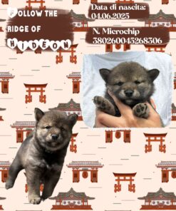 HIDEON_  SHIBA INU con Pedigree Enci