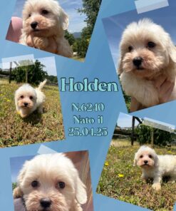 HOLDEN_ Maltese con Pedigree Enci