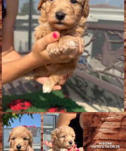 MALTIPOO MASCHIO _ KIRK