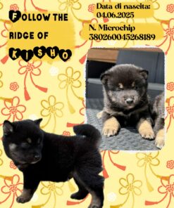 KISHO_  SHIBA INU con Pedigree Enci