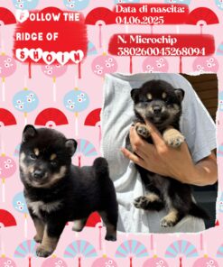 SHOIN_  SHIBA INU femmina con Pedigree Enci