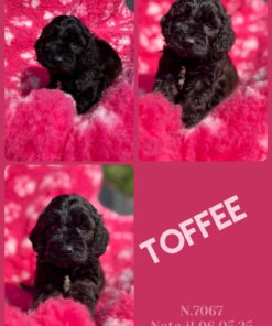 COCKAPOO FEMMINA _  TOFFEE