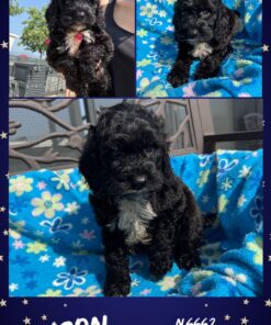 COCKAPOO MASCHIO _  TYSON