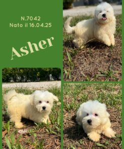 ASHER_ Simil Maltese