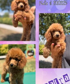 CLEOPATRA_  Barbone Nano FULVO con Pedigree Enci