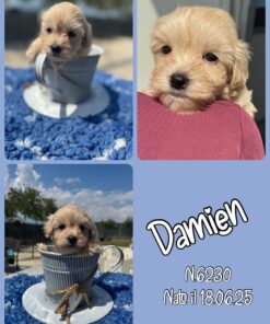 MALTIPOO miele _ DAMIEN