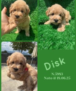 MALTIPOO miele _ DISK