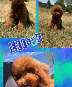 ETTORE_  Barbone Nano FULVO con Pedigree Enci