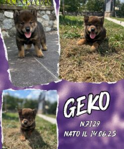 GEKO_  SHIBA INU con Pedigree Enci