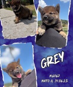 GREY_  SHIBA INU con Pedigree Enci