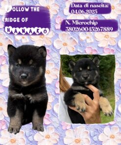 HANAKO_  SHIBA INU femmina con Pedigree Enci