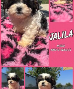 JALILA_ Bolonka bianco nera