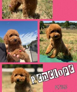 PENELOPE_  Barbone Nano FULVO con Pedigree Enci