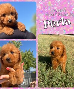 PERLA _ Simil Barbone FULVO nano piccolo