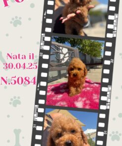 POLLY _ Simil Barbone FULVO nano piccolo