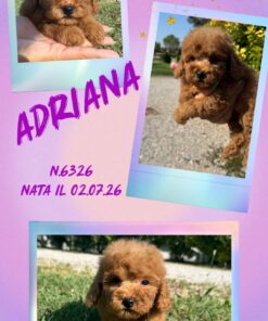 ADRIANA_ Barboncina nana albicocca