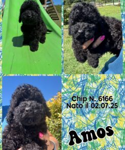 AMOS_ Barboncino nero nano