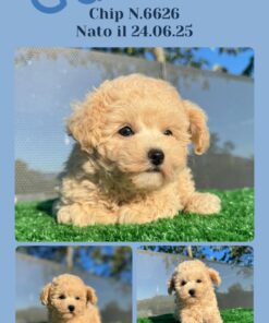 GALILEO_ Barboncino crema nano