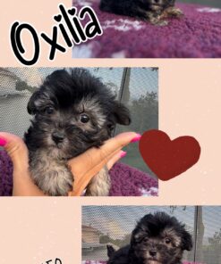OXILIA_ Maltipoo femmina nero focato