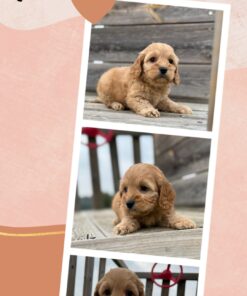 Cockapoo femmina _ ADA