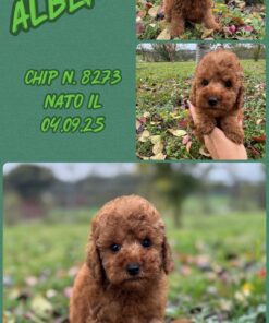 ALBERT_ Barboncino nano piccolo fulvo